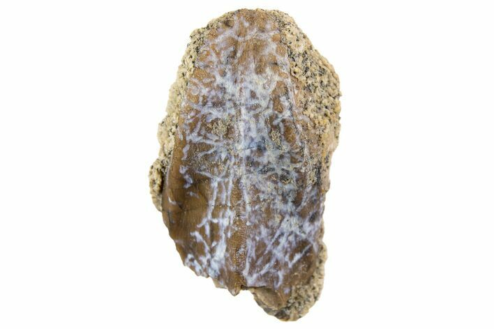 Fossil Hadrosaur (Edmontosaurus) Tooth - Montana #340951